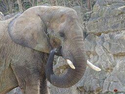Tiergarten Schönbrunn am 23.03.2023